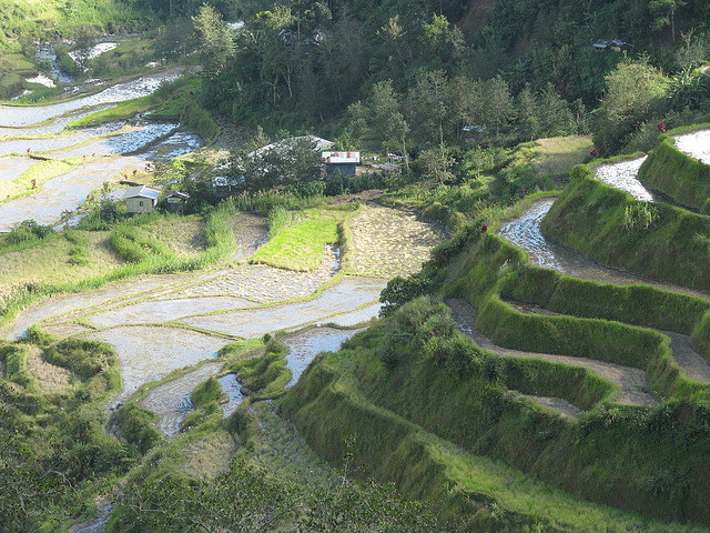 Banaue Rice Terraces